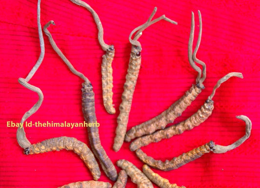 Wild Himalayan Yarsha Gumba Or Cordyceps Sinensis (60-30-15-5 Gram)