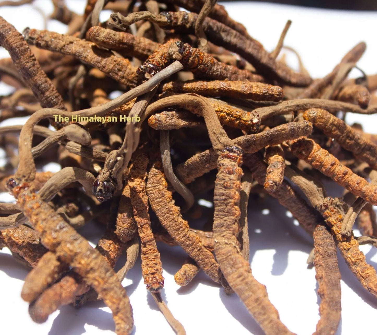 Wild Himalayan Yarsha Gumba Or Cordyceps Sinensis (60-30-15-5 Gram)