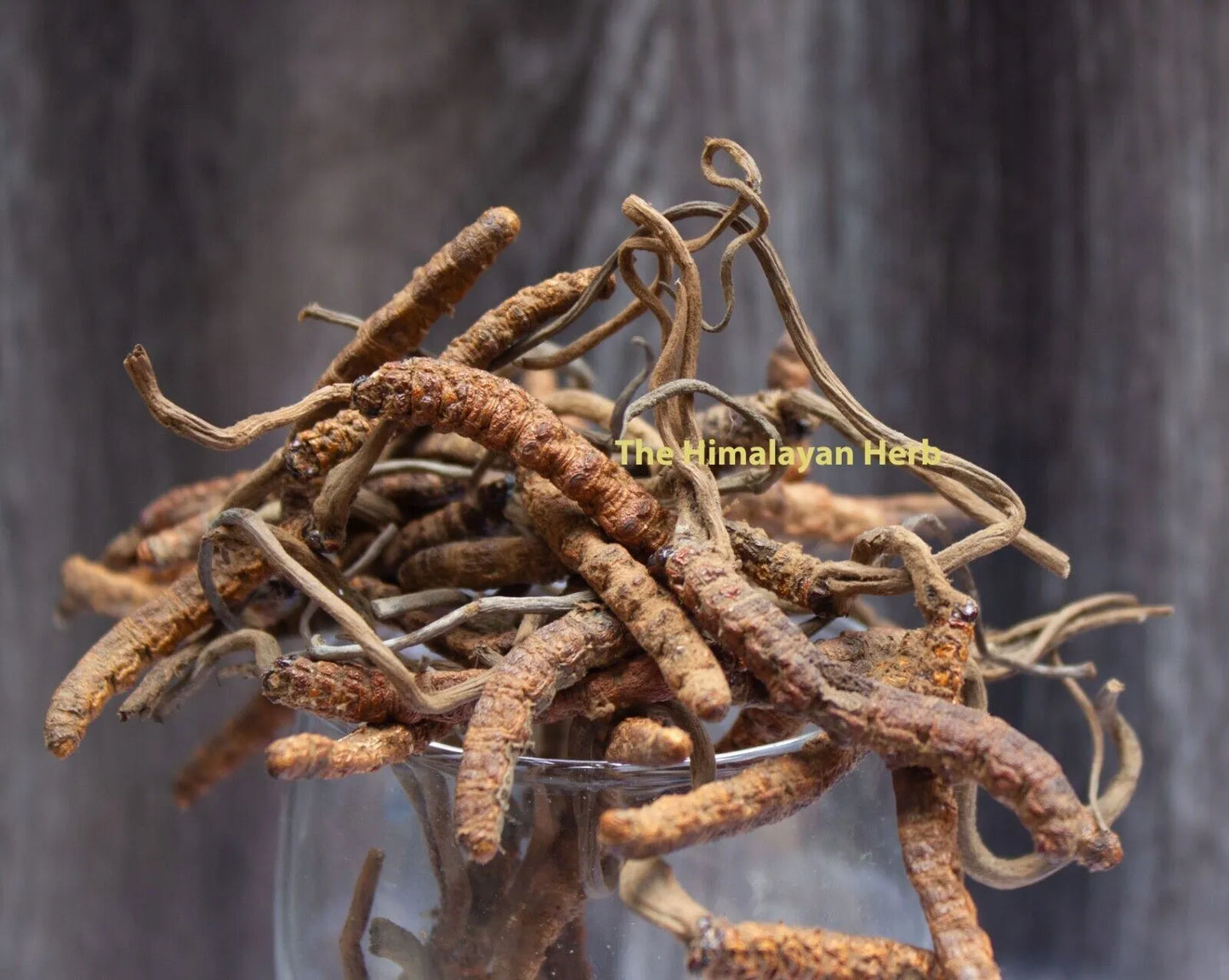 Wild Himalayan Yarsha Gumba Or Cordyceps Sinensis (60-30-15-5 Gram)